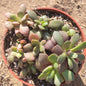 Anacampseros rufescens 'Sand Rose' - 4 Inch Assorted - Succulent - DesertScapeSucculent