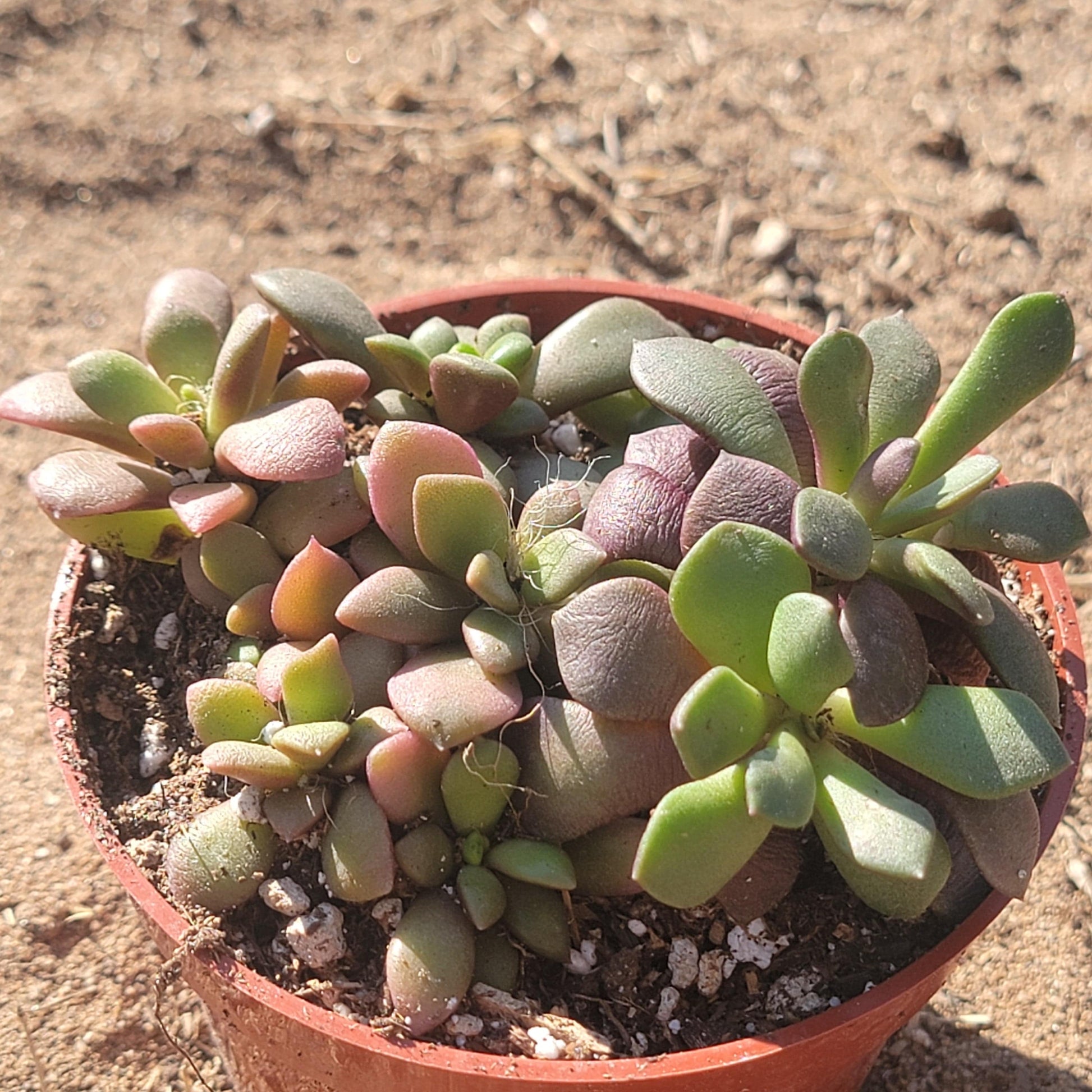 succulent soil sand Anacampseros rufescens 'Sand Rose' – DesertScapeSucculent
