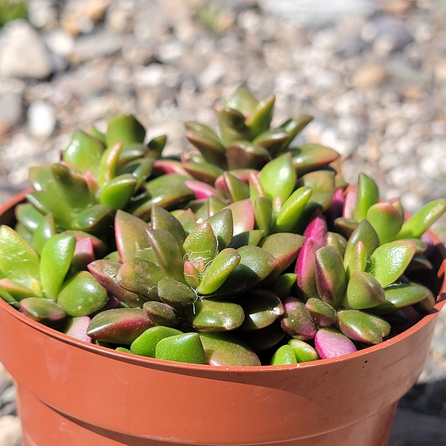 DesertScapeSucculent Succulent 4" Assorted Anacampseros telephiastrum