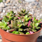 Anacampseros telephiastrum - 4" Assorted - Succulent - DesertScapeSucculent