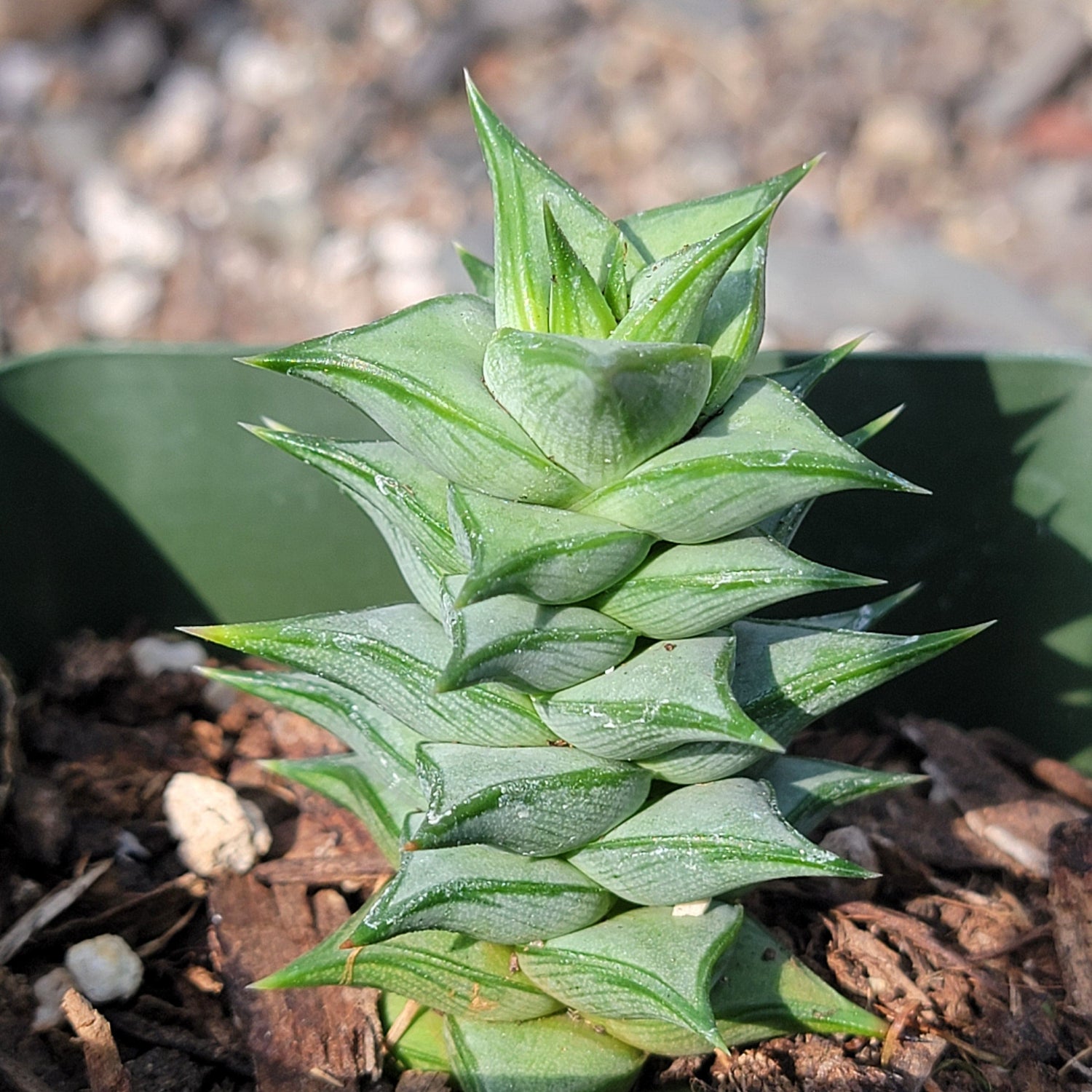 DesertScapeSucculent Succulent 4" Assorted Astroloba spiralis