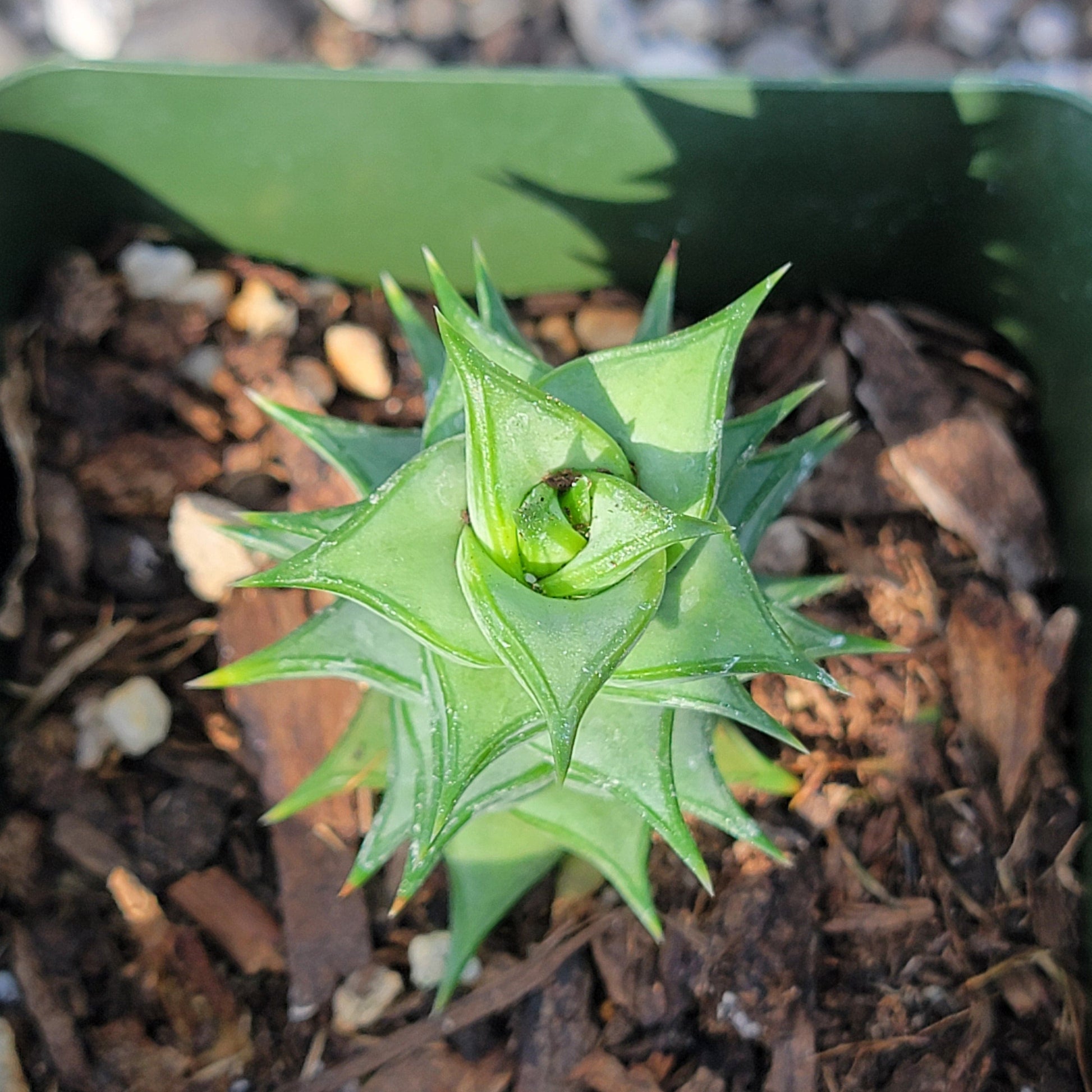 DesertScapeSucculent Succulent 4" Assorted Astroloba spiralis