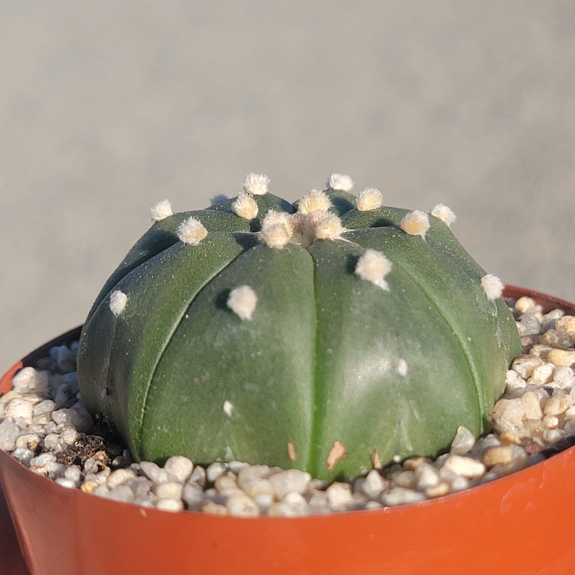 star cactus succulent Astrophytum Star Cactus – DesertScapeSucculent