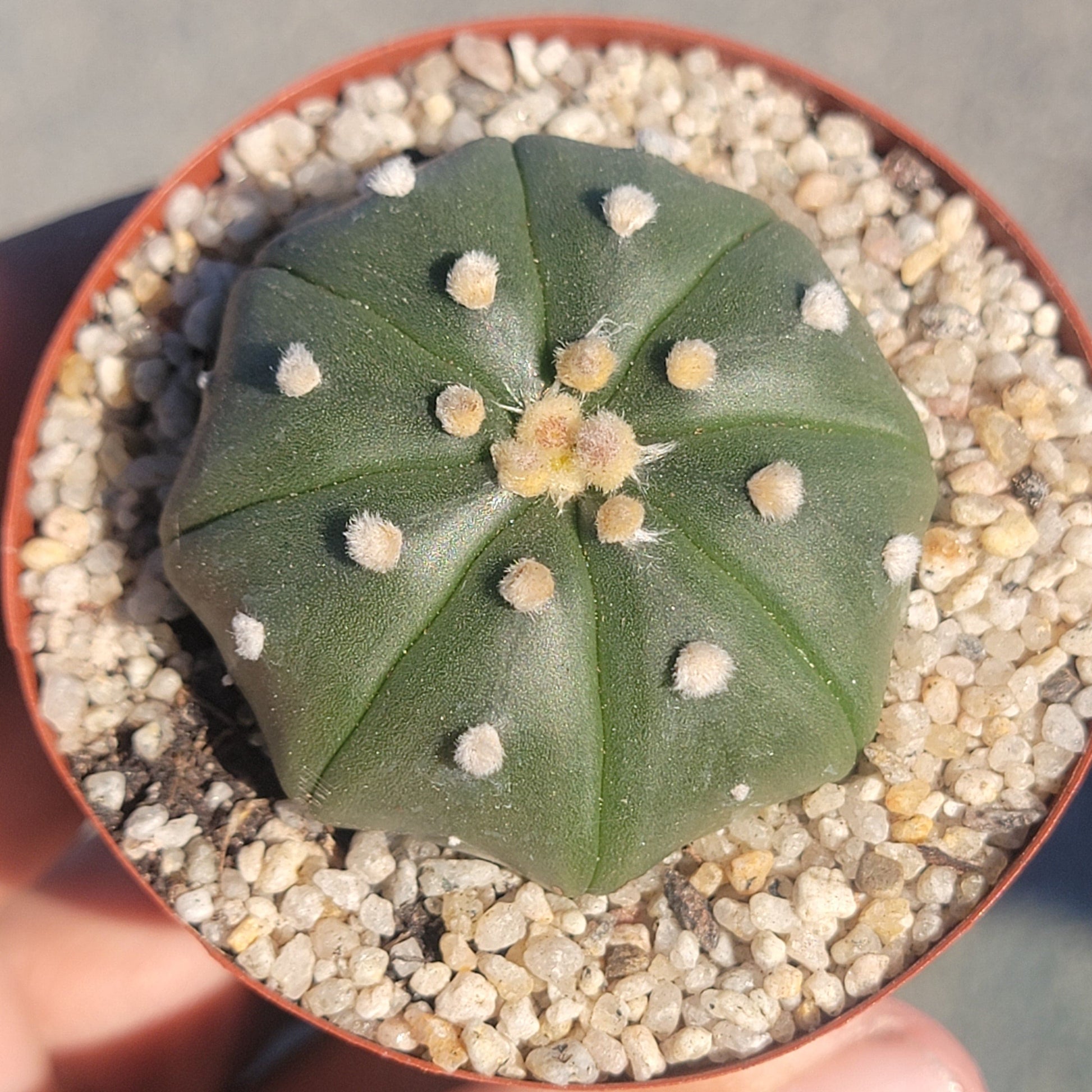 astrophytum succulent Astrophytum Star Cactus – DesertScapeSucculent