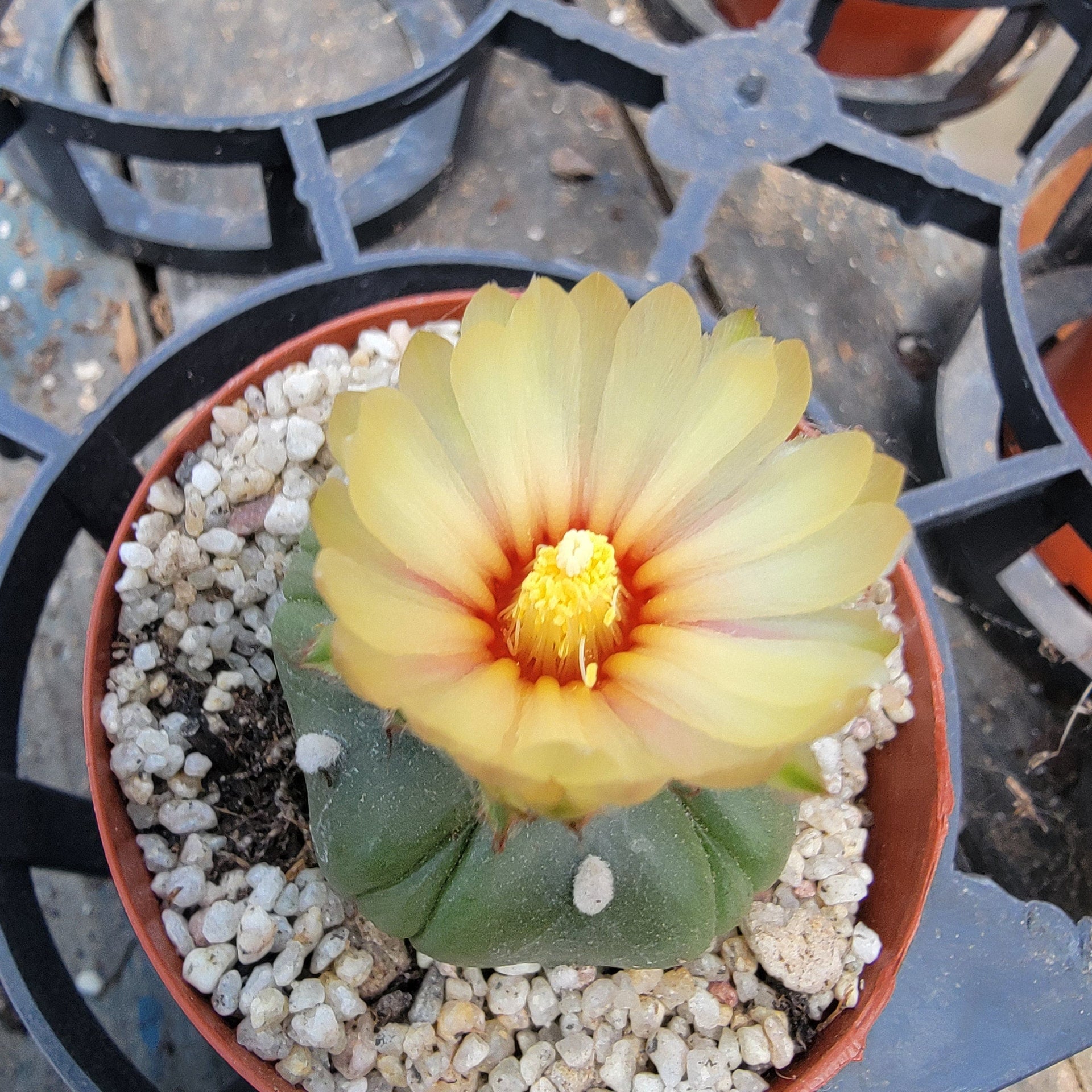 Astrophytum Star Cactus – DesertScapeSucculent
