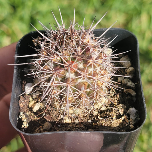 DesertScapeSucculent Succulent 2in Assorted Austrocactus patagonicus