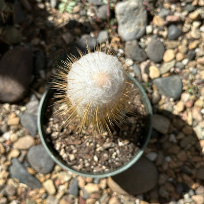 Austrocephalocereus Dybowskii Cabega - 4 Inch Assorted - Succulent - DesertScapeSucculent