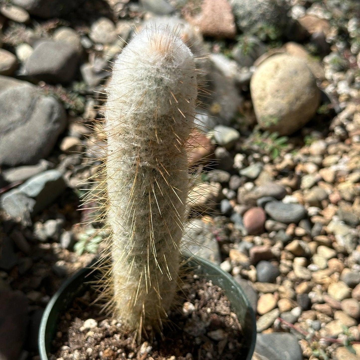Austrocephalocereus Dybowskii Cabega - 4 Inch Assorted - Succulent - DesertScapeSucculent