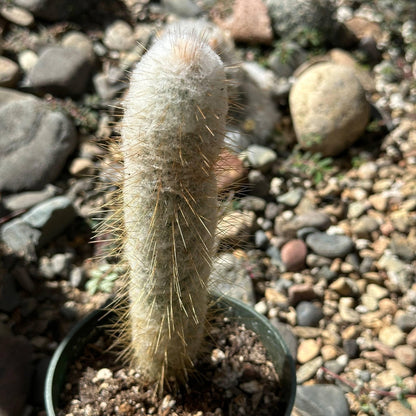 Austrocephalocereus Dybowskii Cabega - 4 Inch Assorted - Succulent - DesertScapeSucculent