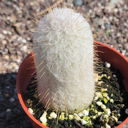 Austrocephalocereus Dybowskii Cabega