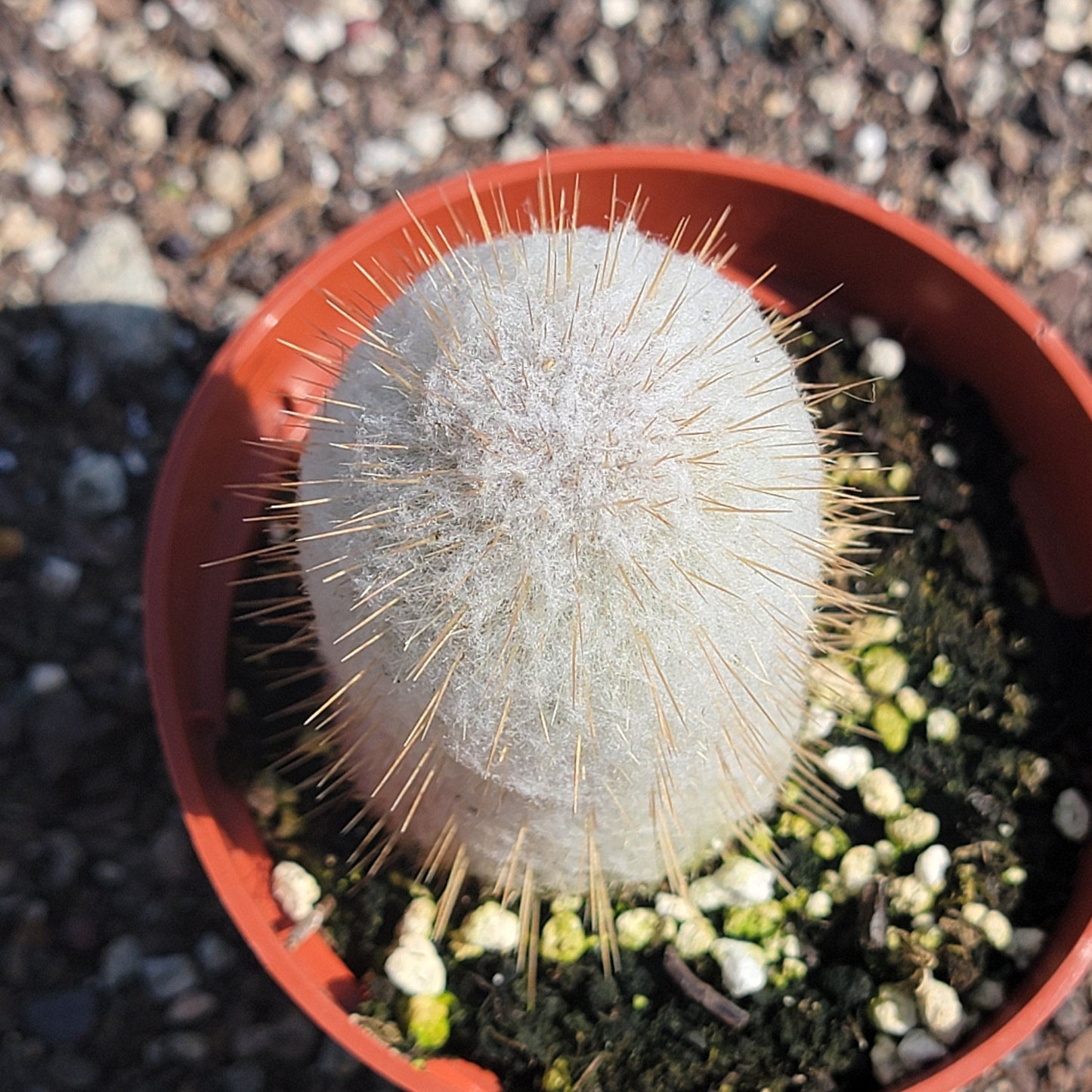 Austrocephalocereus Dybowskii Cabega