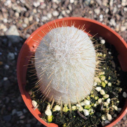 Austrocephalocereus Dybowskii Cabega