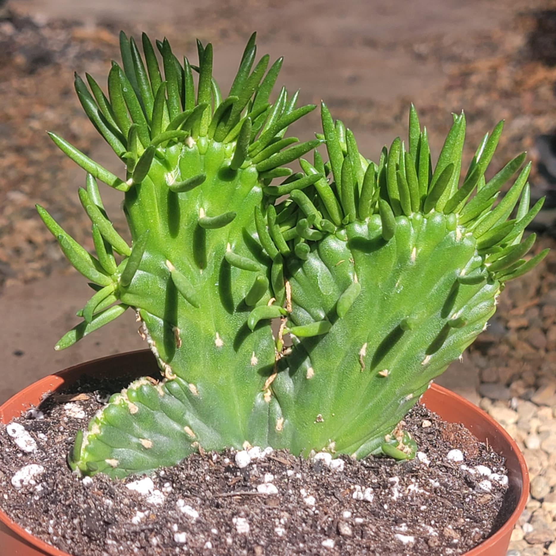 DesertScapeSucculent Succulent 6" Crested Austrocylindropuntia Subulata 'Eve's Needle'