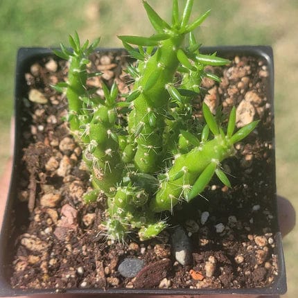 DesertScapeSucculent Succulent Austrocylindropuntia Subulata 'Eve's Needle'