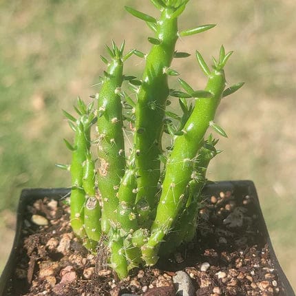 DesertScapeSucculent Succulent 4E Austrocylindropuntia Subulata 'Eve's Needle'