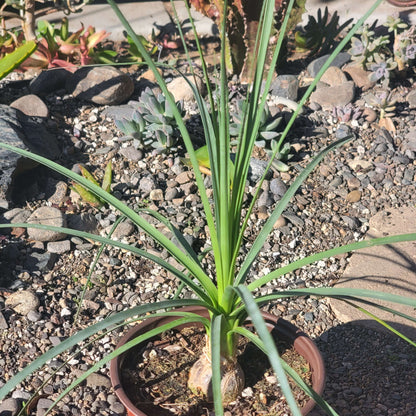 DesertScapeSucculent Succulent 6" Assorted Beaucarnea gracilis 'Mexican Pony Tail Palm'