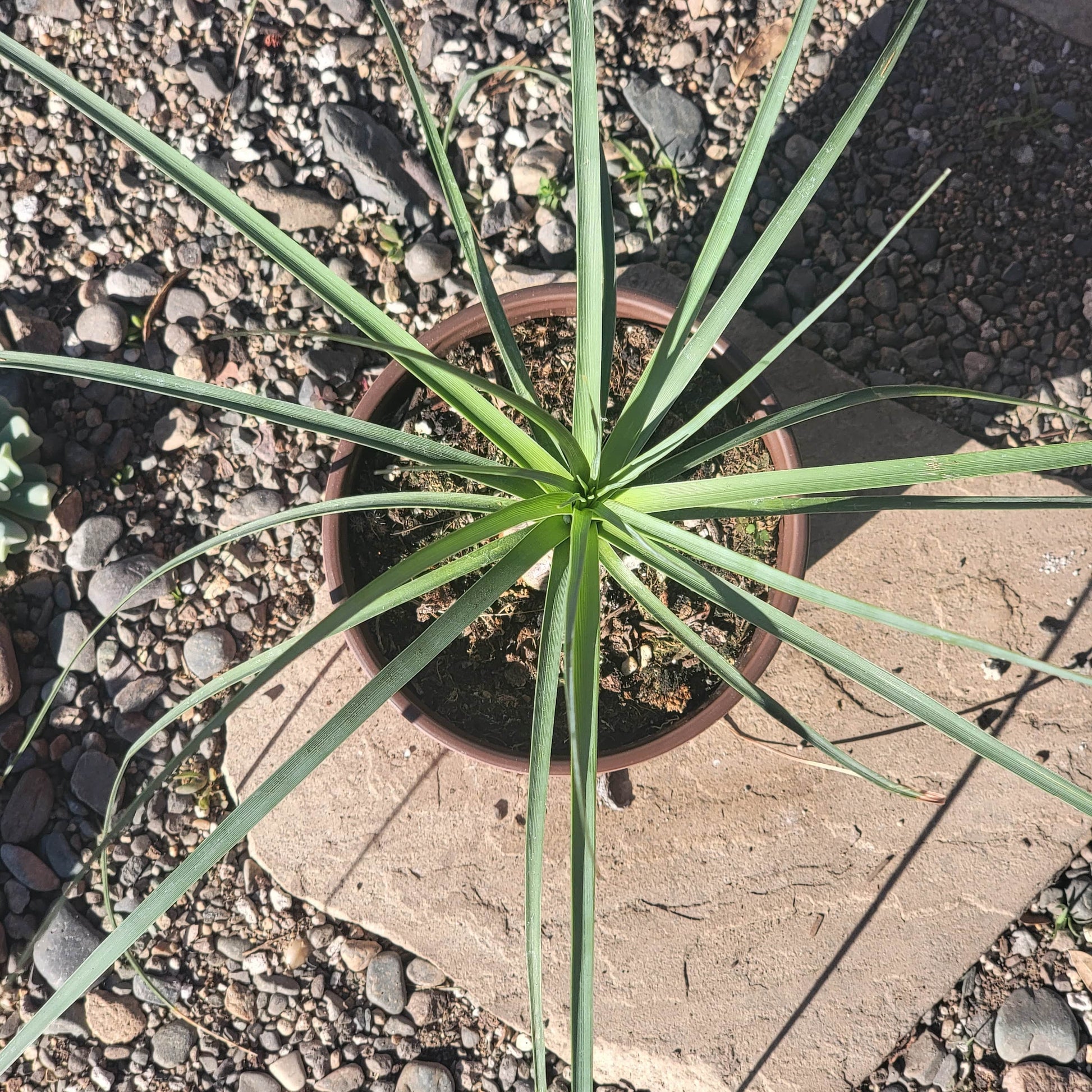 DesertScapeSucculent Succulent 6" Assorted Beaucarnea gracilis 'Mexican Pony Tail Palm'