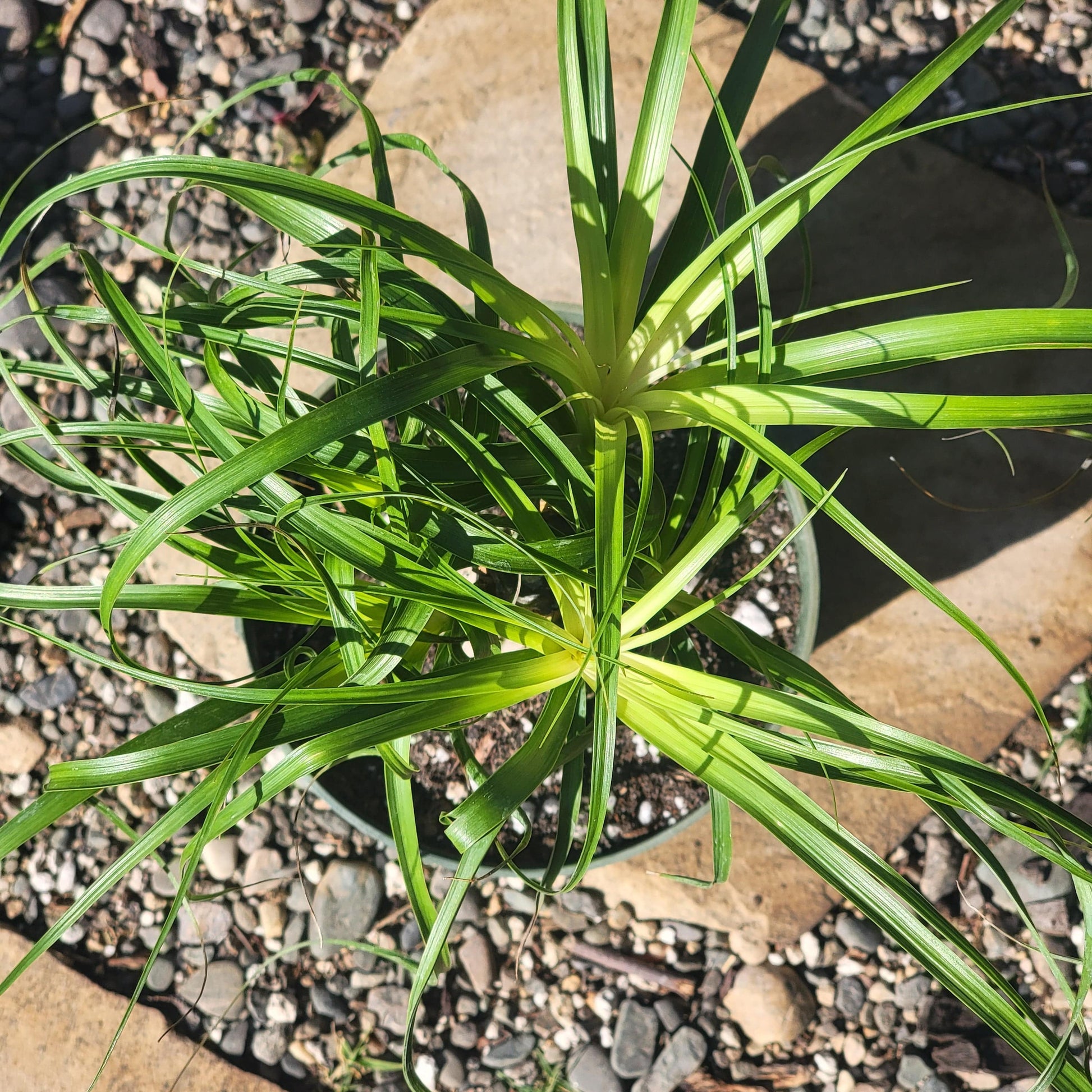 ponytail palm mealybugs Beaucarnea Recurvata 'Ponytail Palm' – DesertScapeSucculent