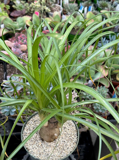 Beaucarnea Recurvata 'Palma de cola de caballo'