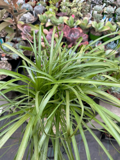 Beaucarnea Recurvata 'Palma de cola de caballo'