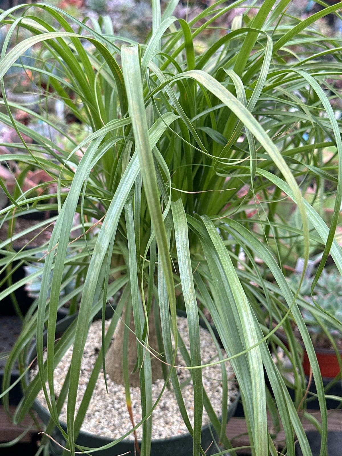 Beaucarnea Recurvata 'Ponytail Palm' - 8 Inch XL Cutbacks Assorted - Succulent - DesertScapeSucculent