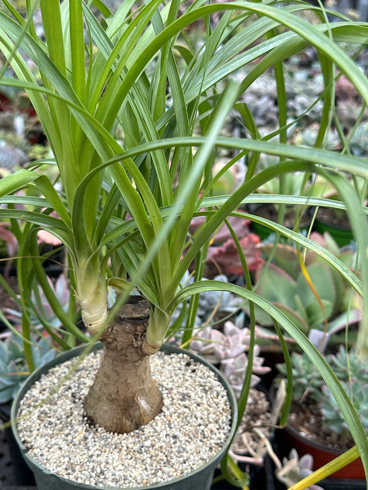 Beaucarnea Recurvata 'Palma de cola de caballo'