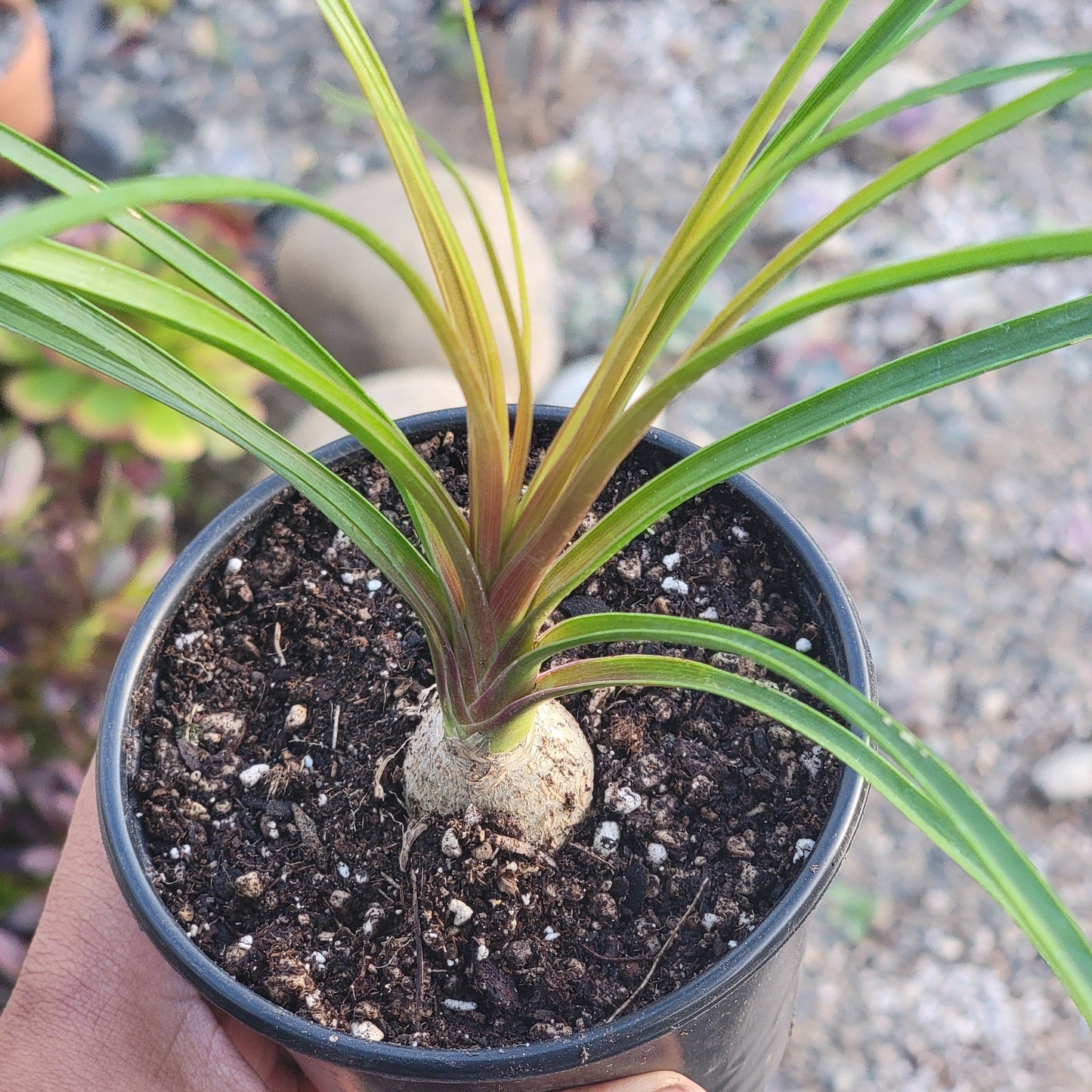 Beaucarnea Recurvata 'Palma de cola de caballo'