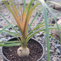Beaucarnea Recurvata 'Ponytail Palm' - 6 Inch Assorted - Succulent - DesertScapeSucculent