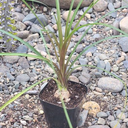 Beaucarnea Recurvata 'Palma de cola de caballo'