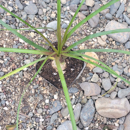 Beaucarnea Recurvata 'Palma de cola de caballo'