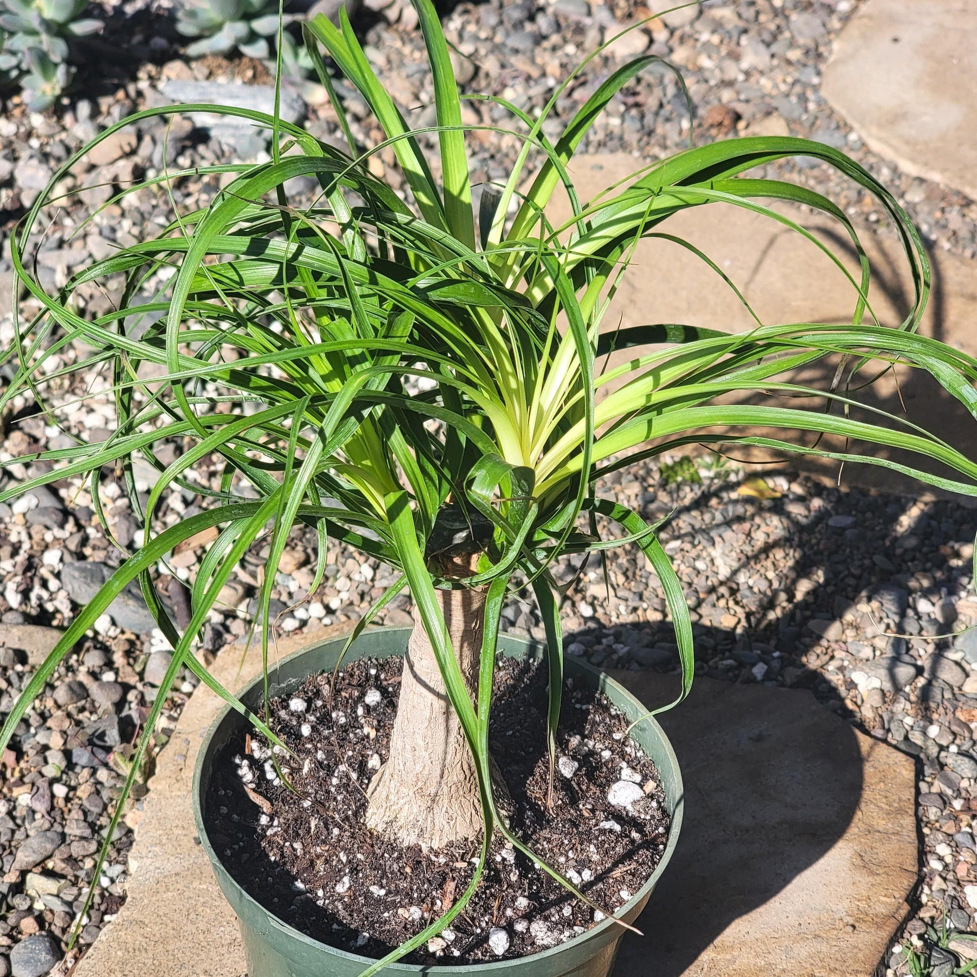 ponytail palm 6 foot Beaucarnea Recurvata 'Ponytail Palm' – DesertScapeSucculent