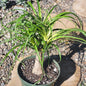 Beaucarnea Recurvata 'Ponytail Palm' - 6 Inch Cutbacks Assorted - Succulent - DesertScapeSucculent