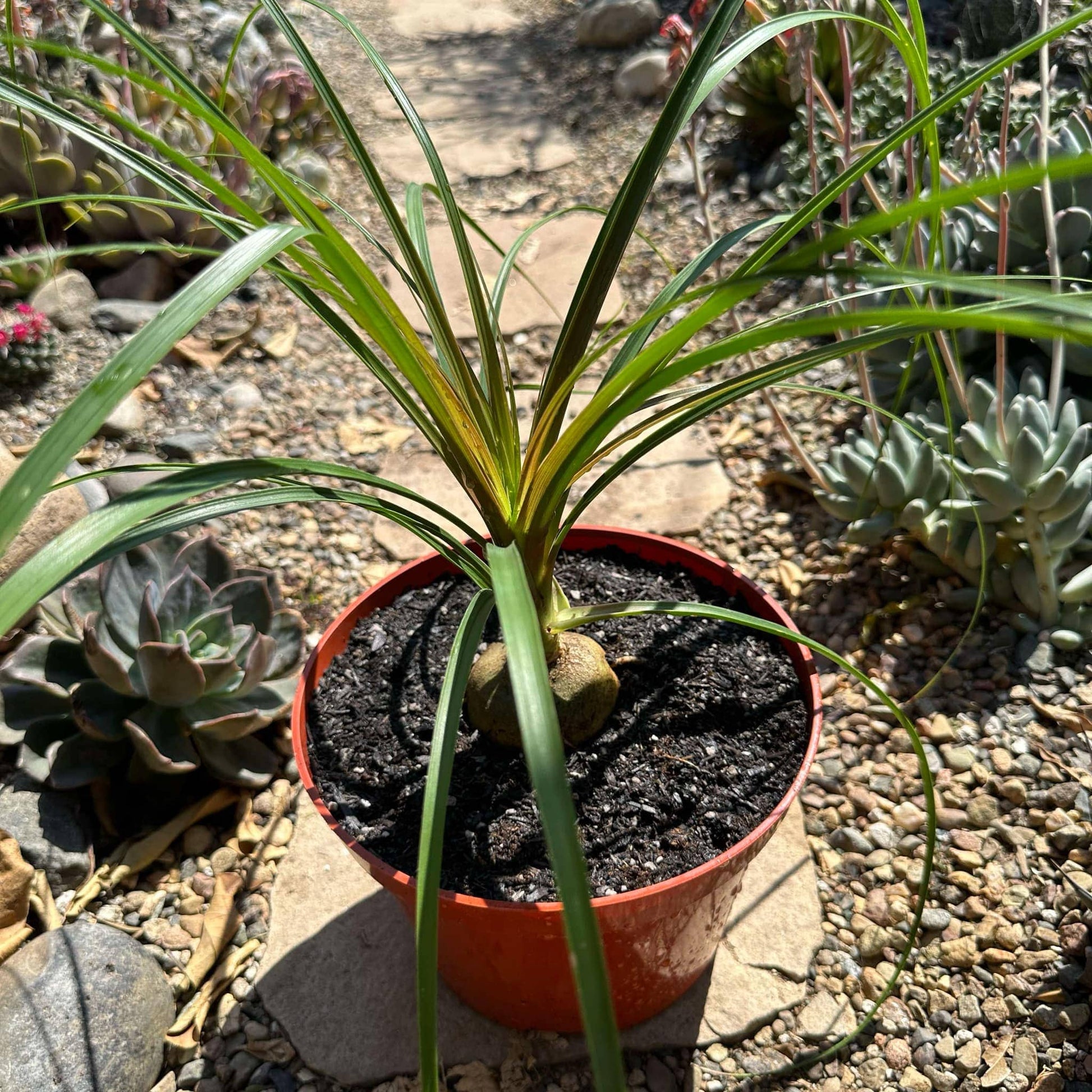 ponytail succulent plant Beaucarnea Recurvata 'Ponytail Palm' – DesertScapeSucculent