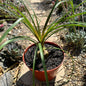 Beaucarnea Recurvata 'Ponytail Palm' - 8 Inch Assorted - Succulent - DesertScapeSucculent