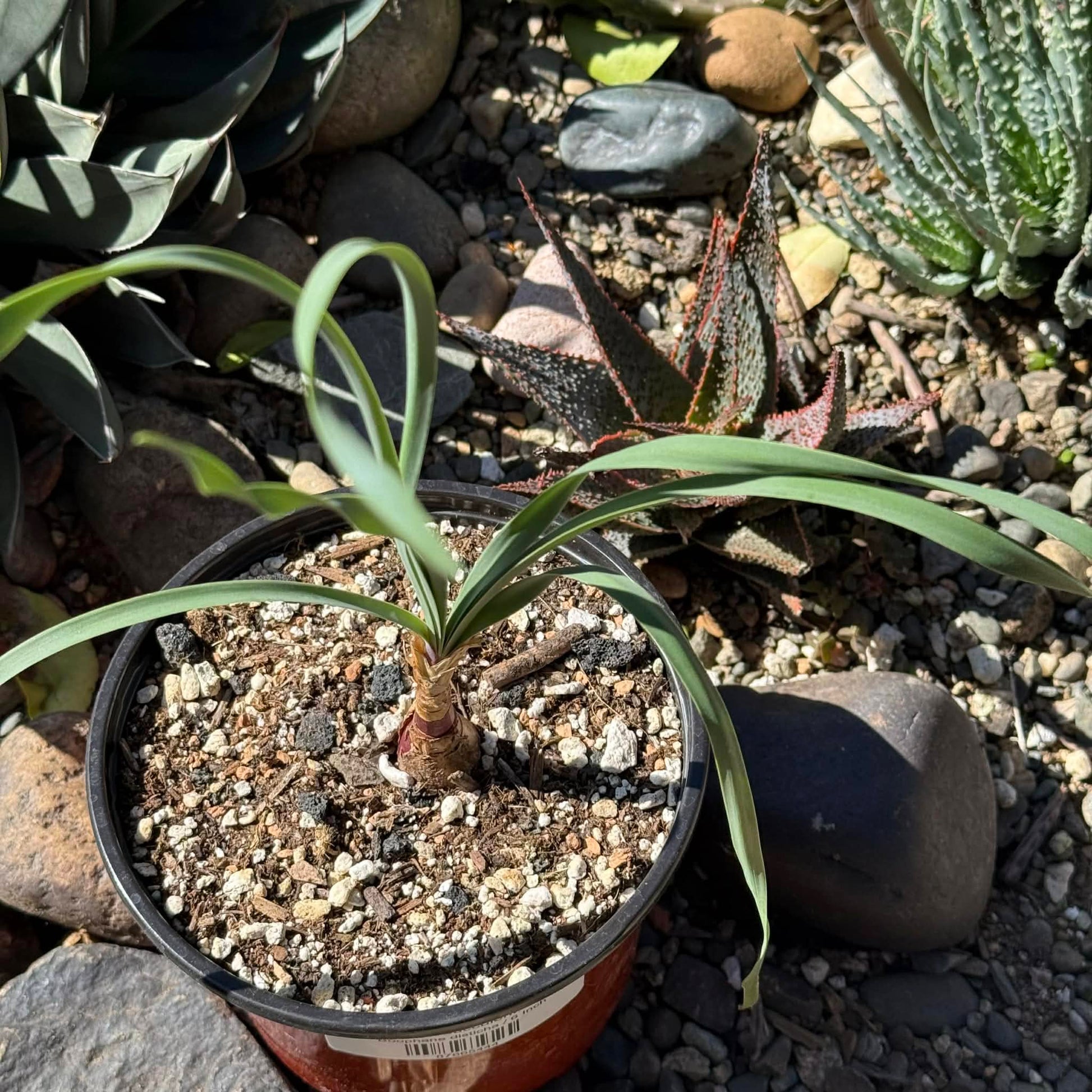 DesertScapeSucculent Succulent Boophane disticha