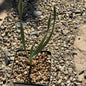Boophane disticha - 4 Inch Assorted - Succulent - DesertScapeSucculent