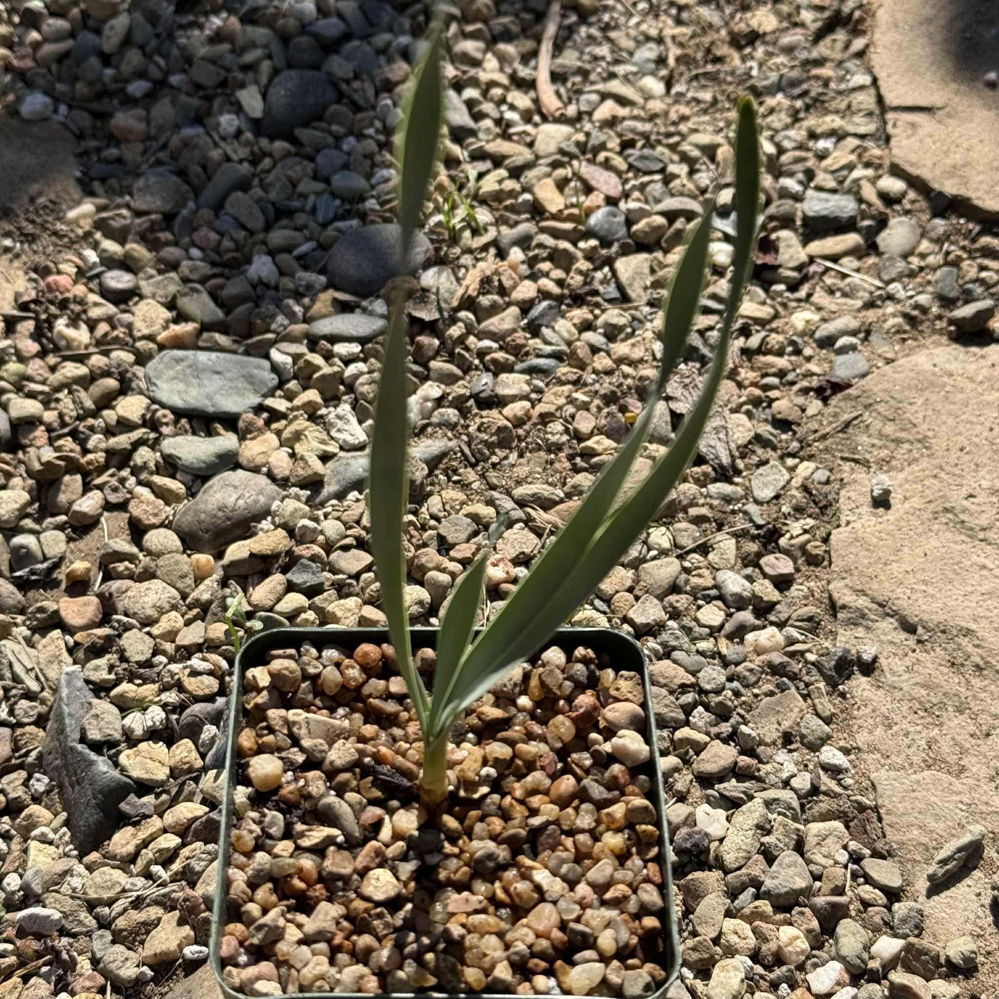 Boophane disticha - 4 Inch Assorted - Succulent - DesertScapeSucculent