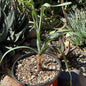 DesertScapeSucculent Succulent 6 Inch Boophane disticha