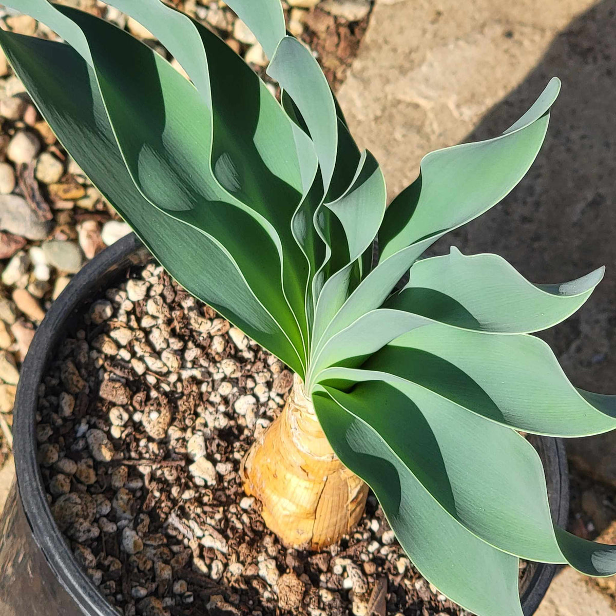 Boophane haemanthoides – DesertScapeSucculent