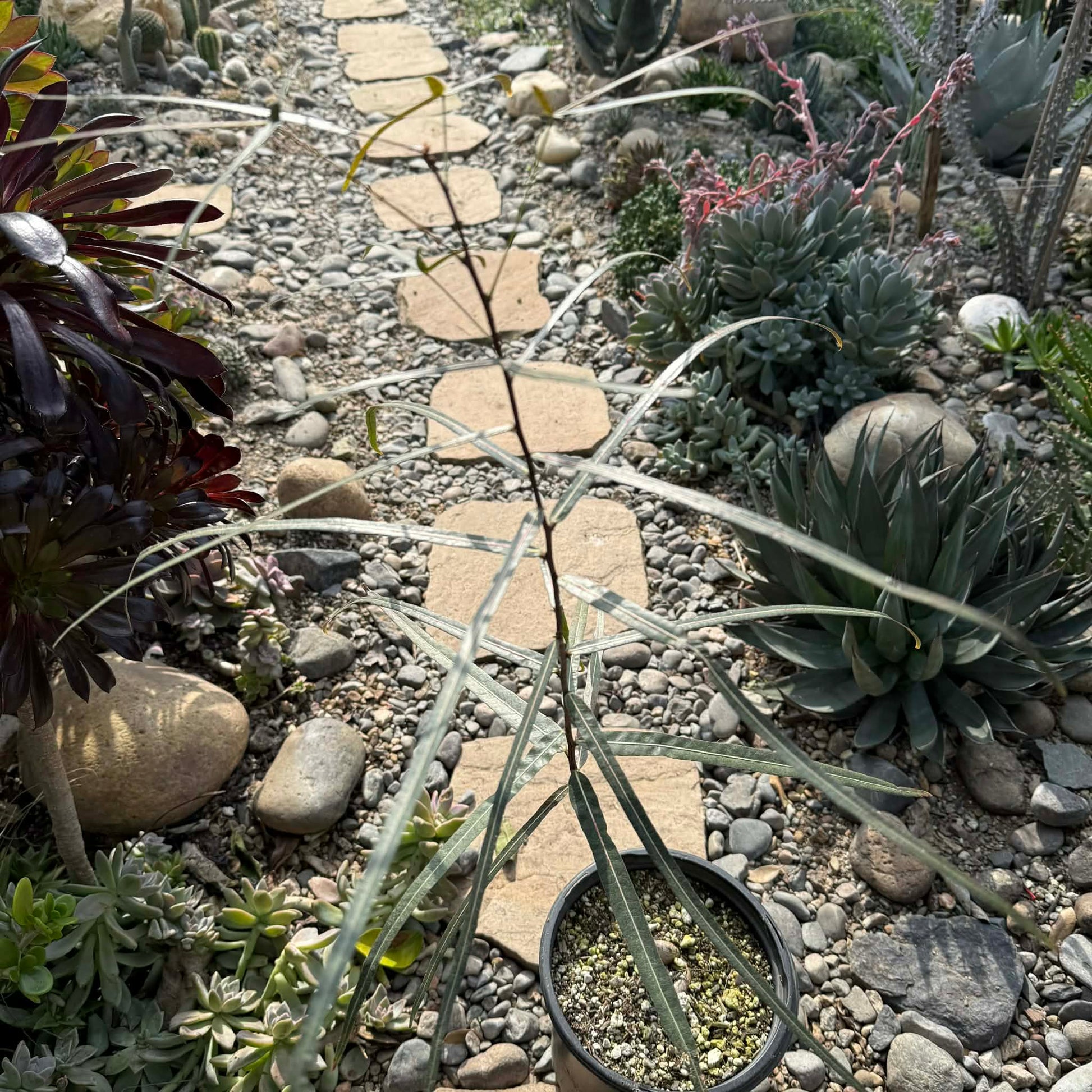 DesertScapeSucculent Succulent 1 gal Assorted Brachychiton rupestris 'Australian Bottle Tree'