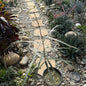 DesertScapeSucculent Succulent 1 gal Assorted Brachychiton rupestris 'Australian Bottle Tree'