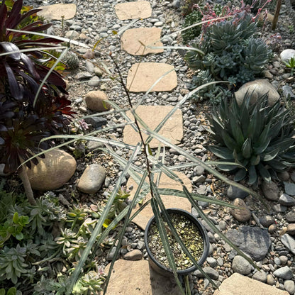 DesertScapeSucculent Succulent 1 gal Assorted Brachychiton rupestris 'Australian Bottle Tree'