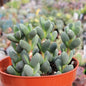 Braunsia maximiliani 'Beads Lampranthus' - 4 Inch Assorted - Succulent - DesertScapeSucculent
