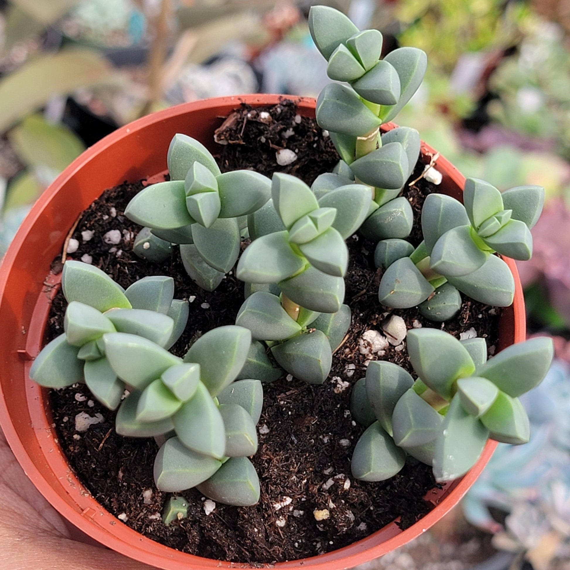 lampranthus succulent Braunsia maximiliani 'Beads Lampranthus'