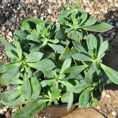 Calandrinia spectabilis 'Rock Purslane' - 4 Inch Assorted - Succulent - DesertScapeSucculent