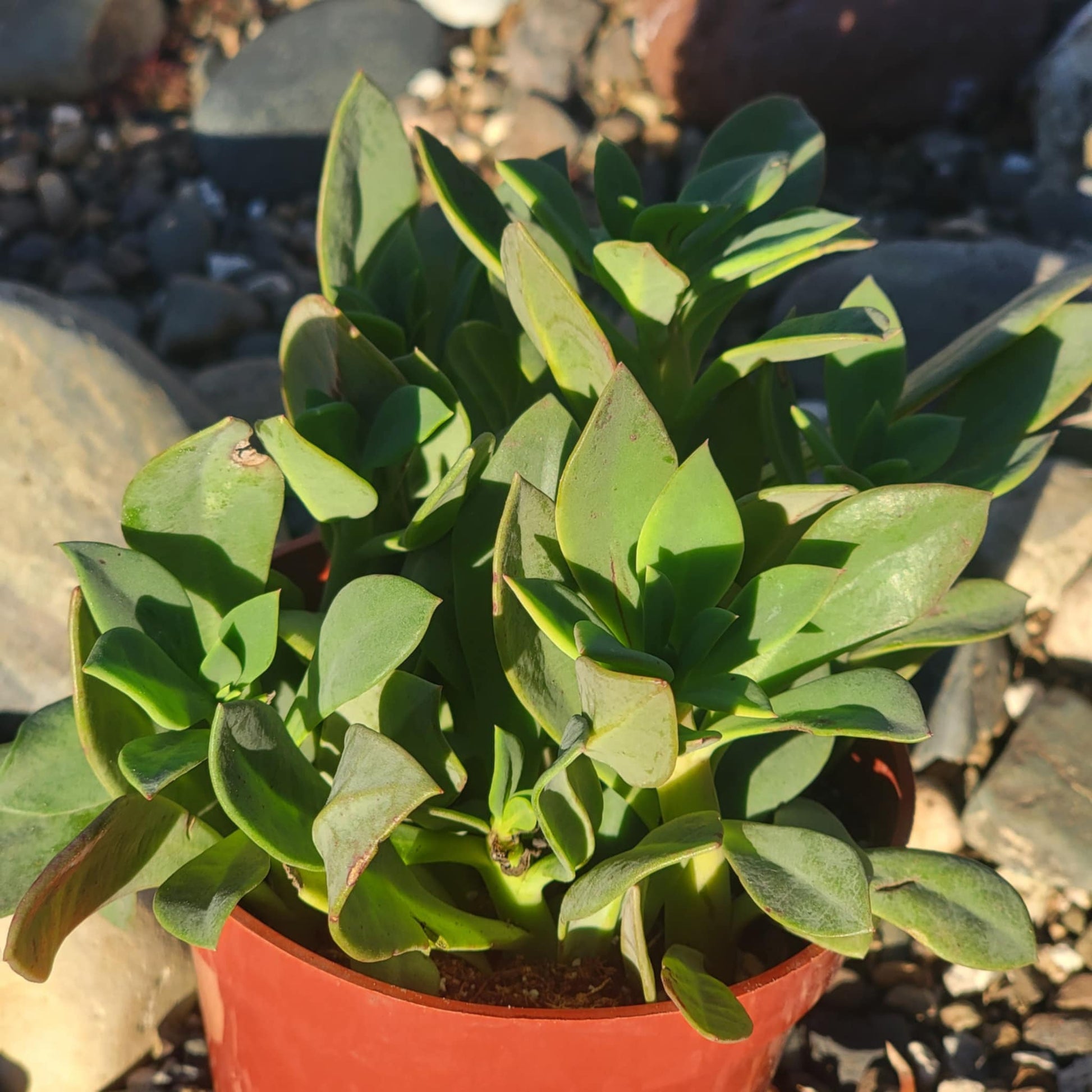 calandrinia purslane bushy succulent Calandrinia spectabilis 'Rock Purslane' – DesertScapeSucculent