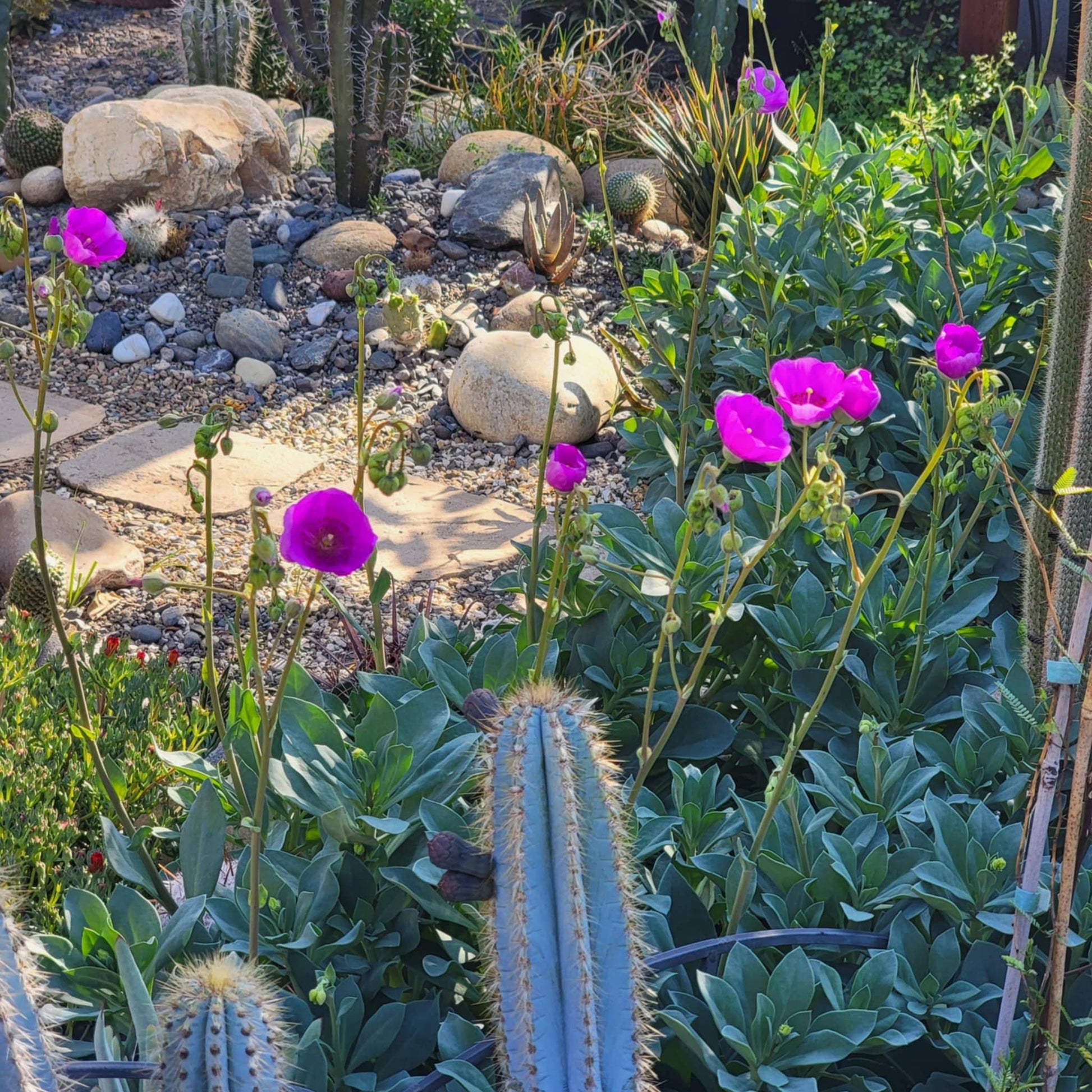 calandrinia plant succulent Calandrinia spectabilis 'Rock Purslane' – DesertScapeSucculent