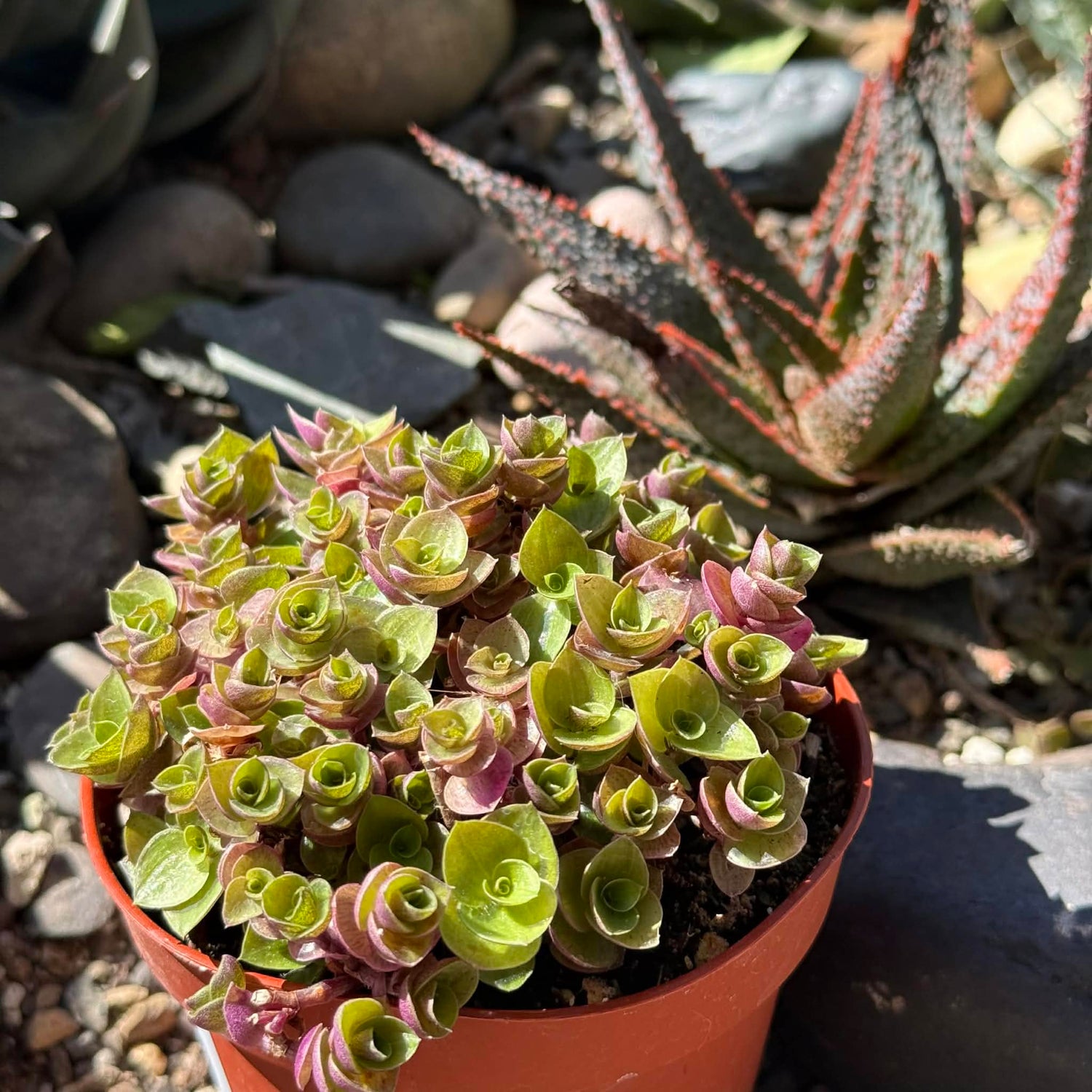 DesertScapeSucculent Succulent 4 Inch Callisia Repens