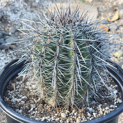 Carnegiea gigantea 'Saguaro'