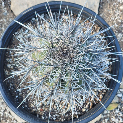 Carnegiea gigantea 'Saguaro'